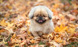 雪合戦に最適な防寒グッズはどれ？